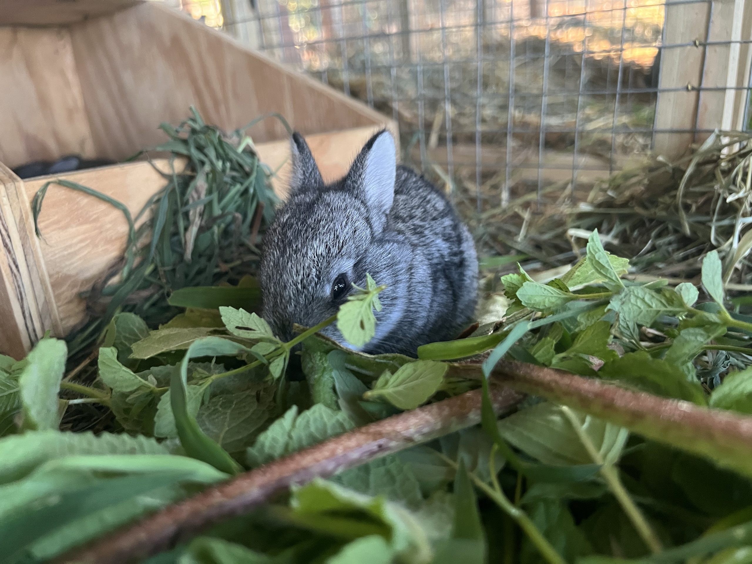 Baby rabbit